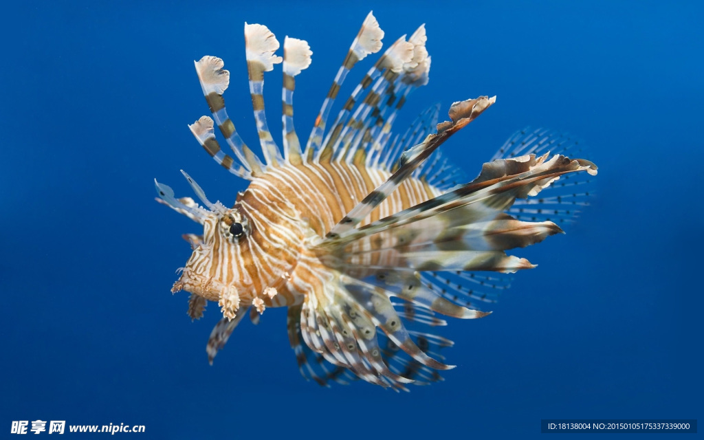 獅子魚