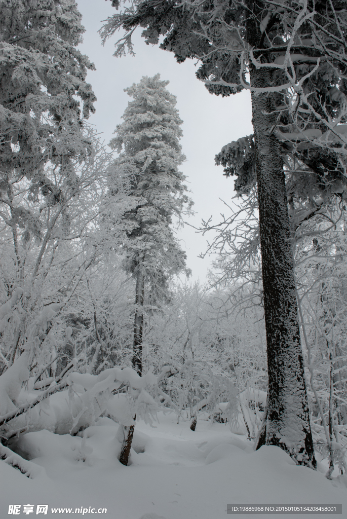 冬季森林雪景
