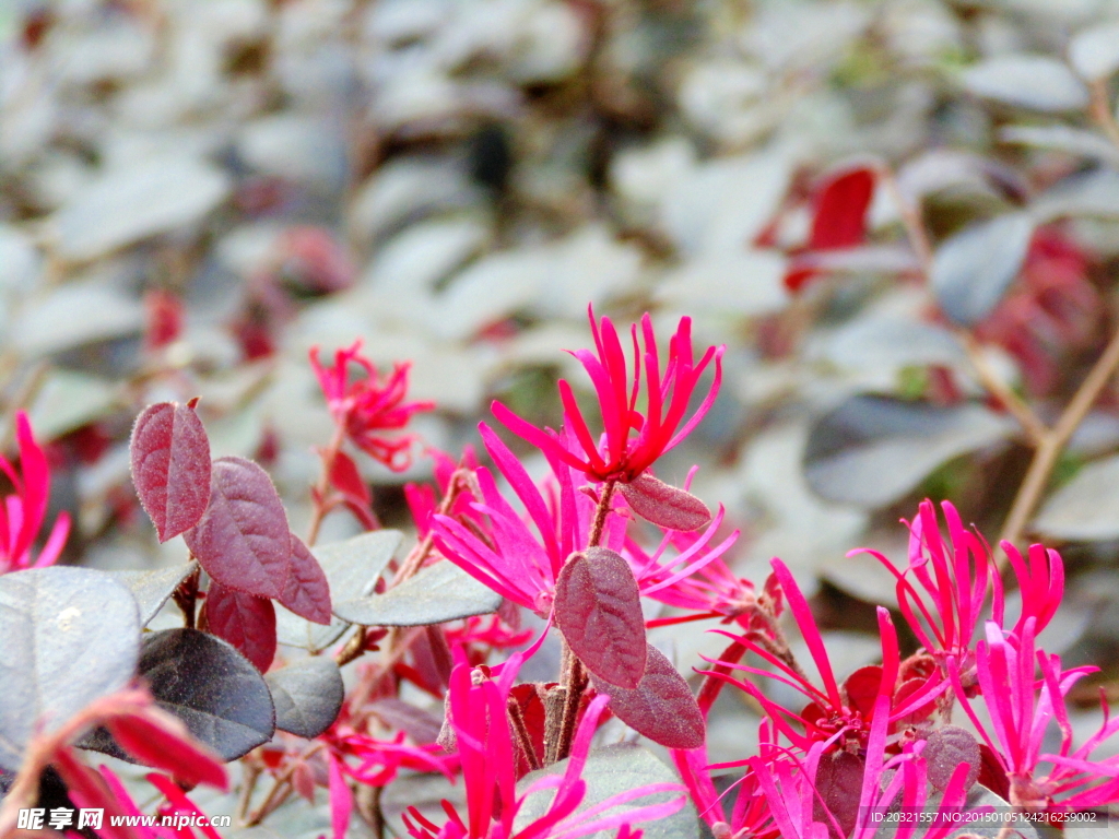 紅花