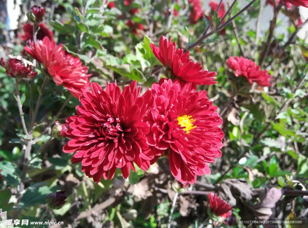菊花