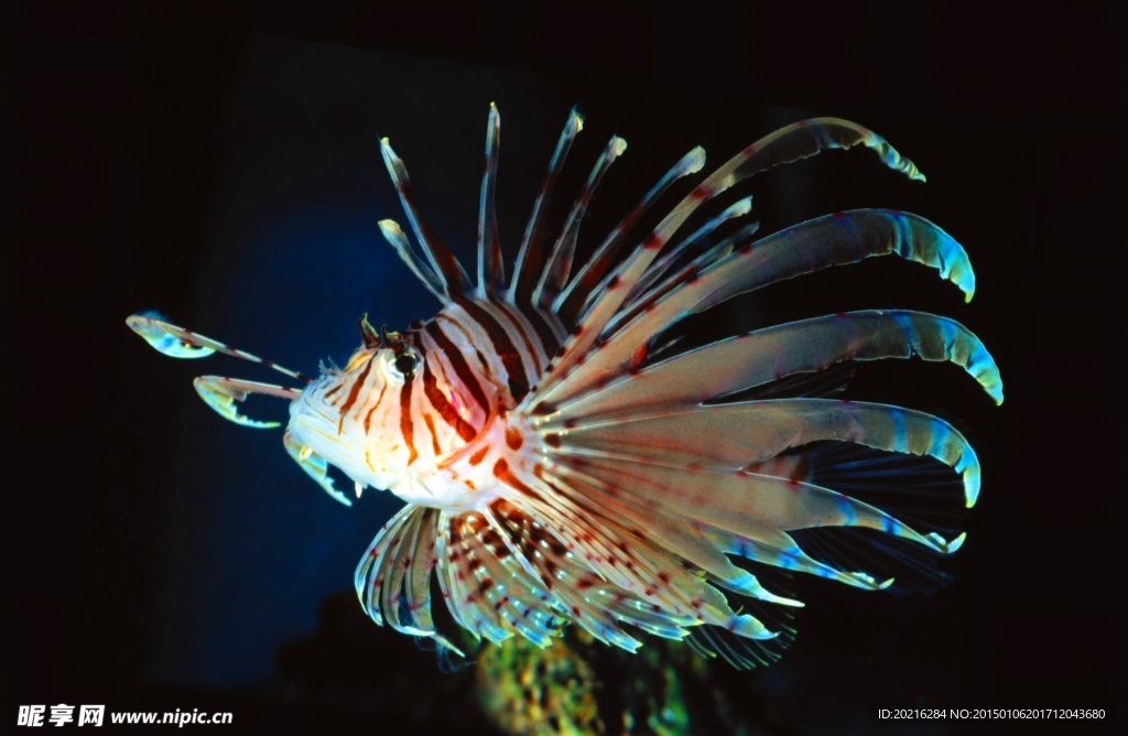 獅子魚