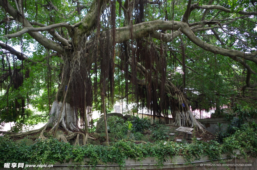 大樹(shù)