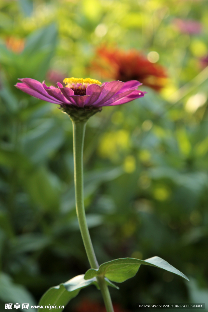 太陽花