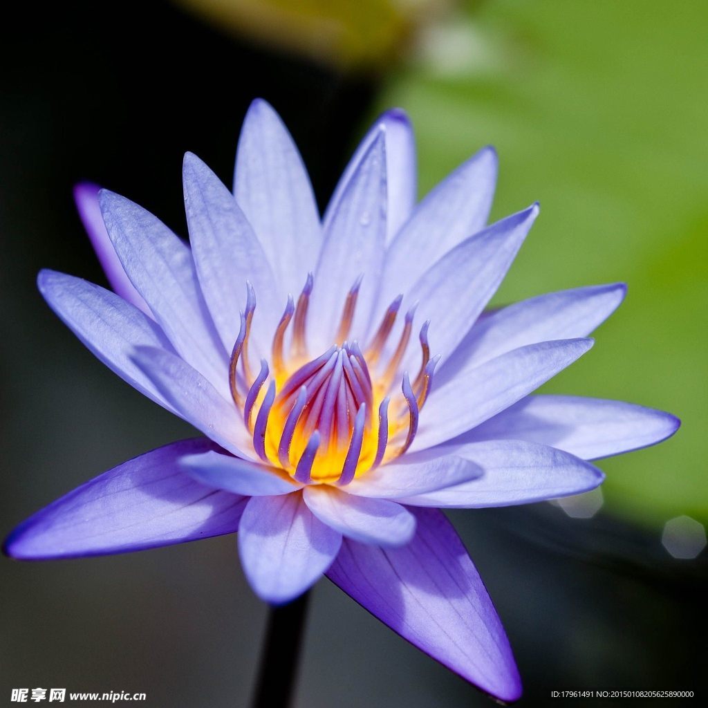 唯美荷花