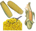 玉米素材