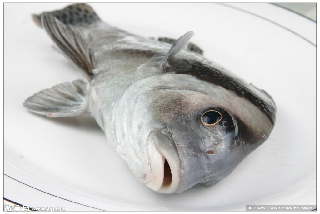 包公魚
