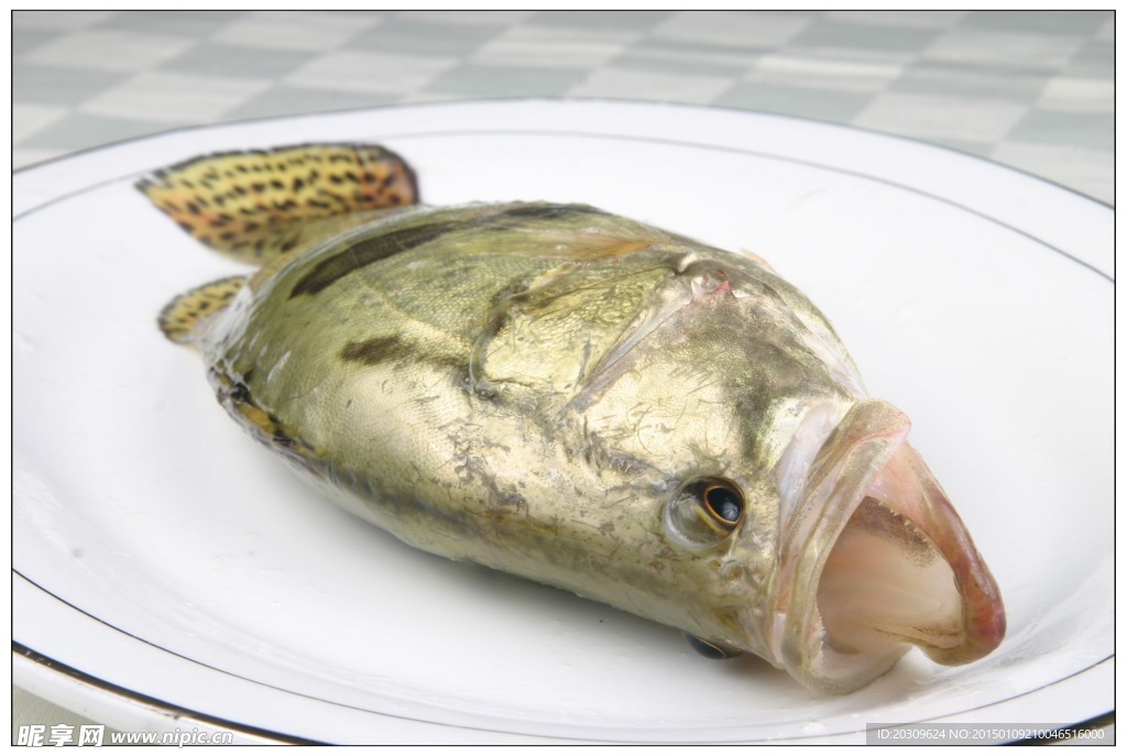 桂魚