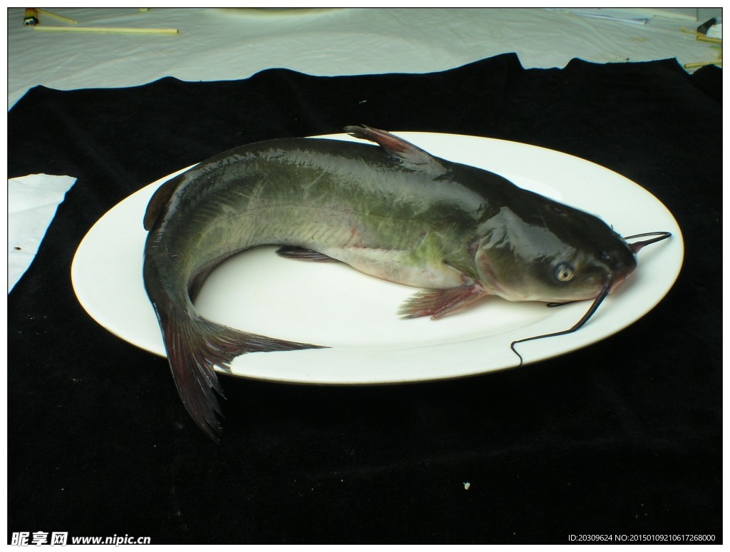 回頭魚