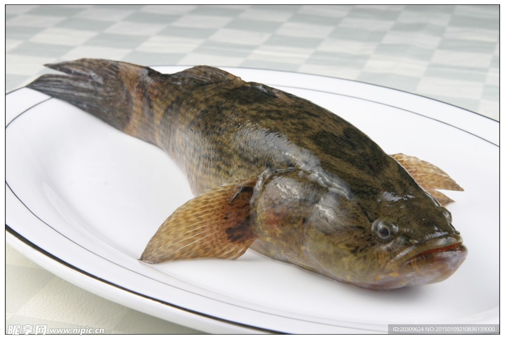 筍殼魚