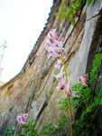 围墙下的花朵