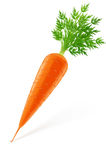 矢量 实时上色 胡萝卜 蔬菜