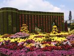 菊花展