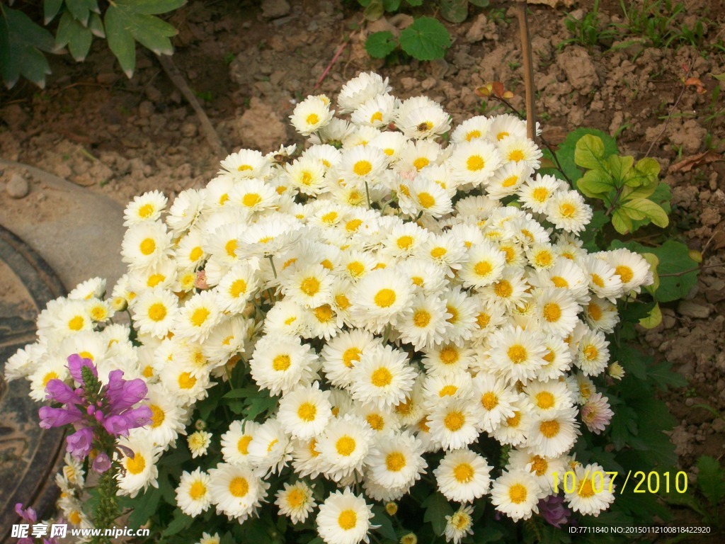 院子里的雛菊