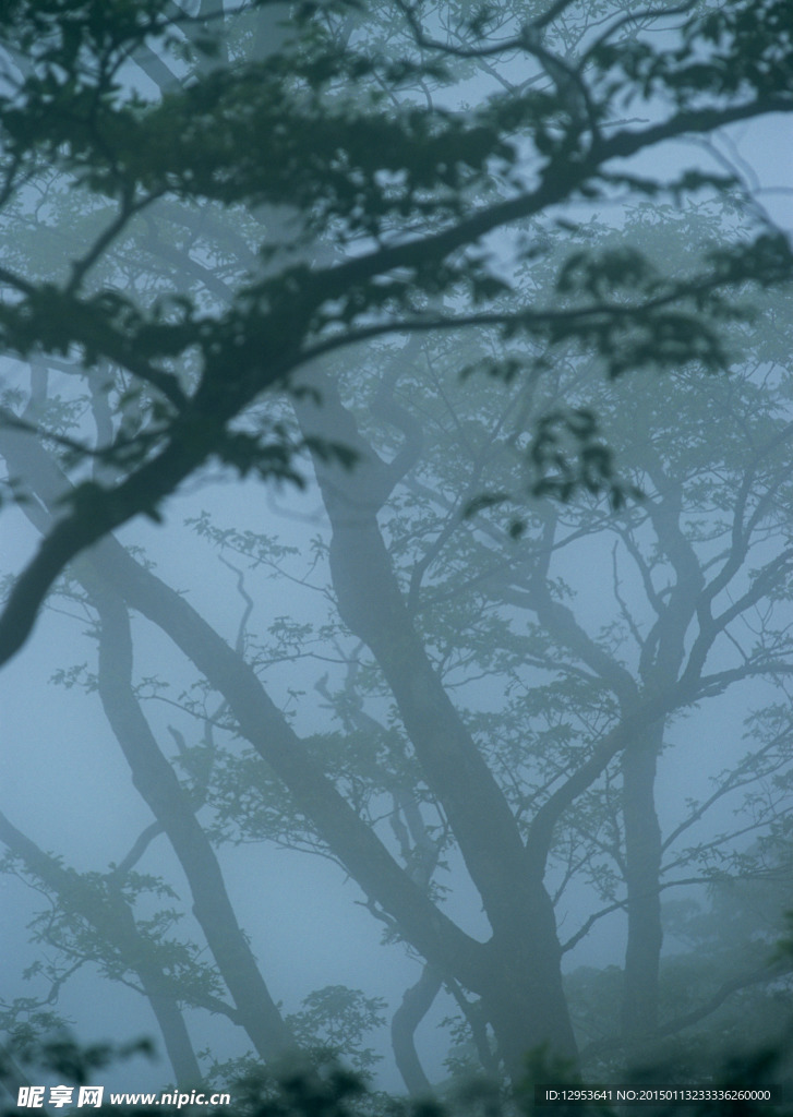 樹(shù)林霧景圖片