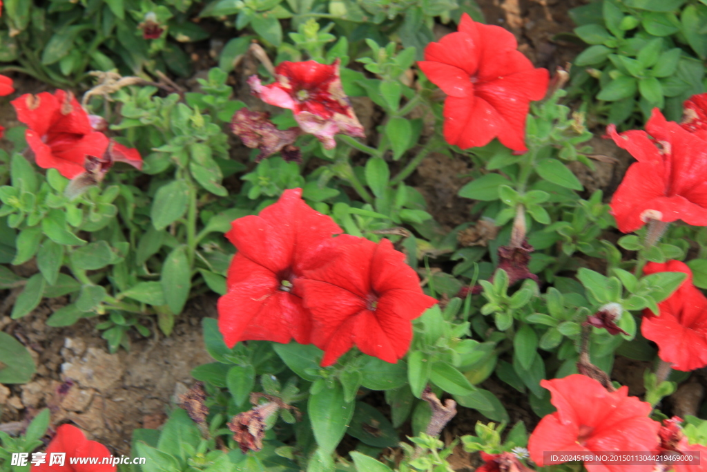 花瓣