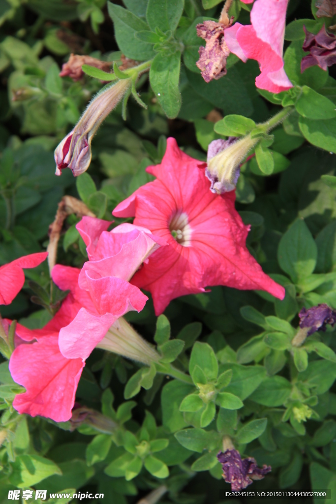 夏日紅花
