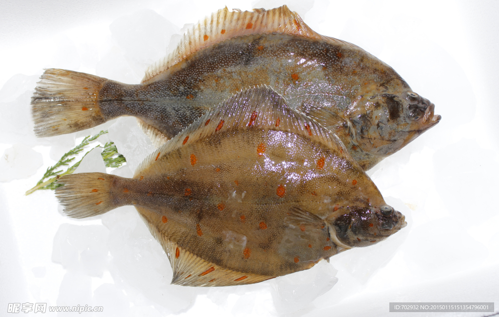 偏口魚