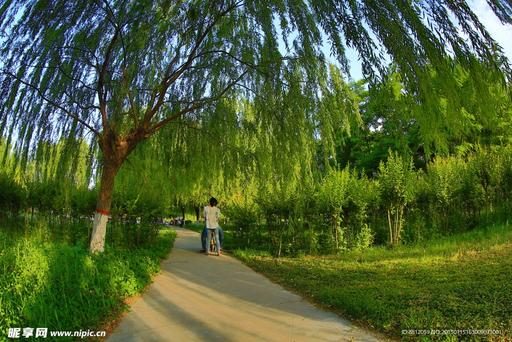 公園綠樹