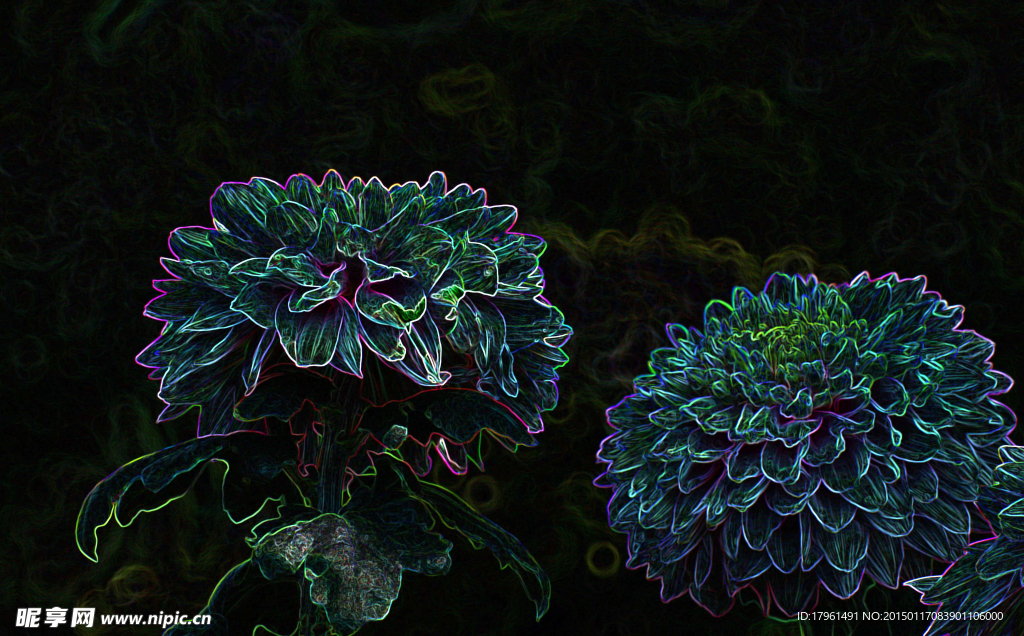 菊花