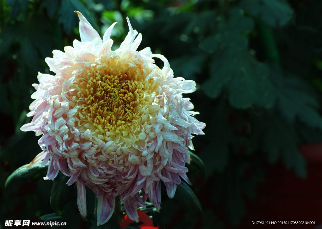 菊花