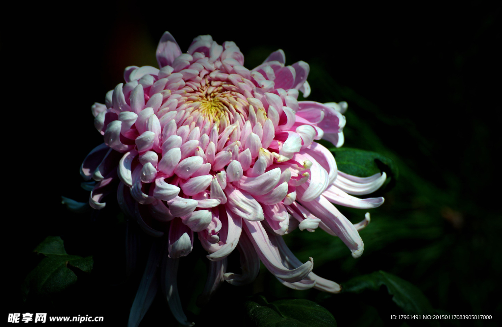 菊花