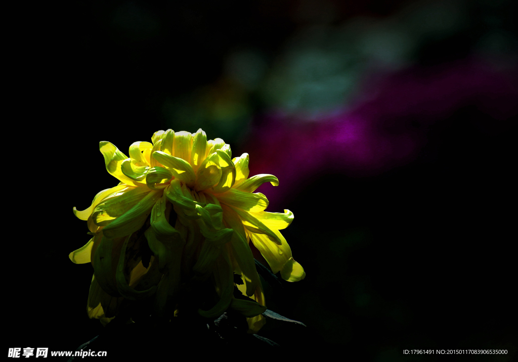 菊花