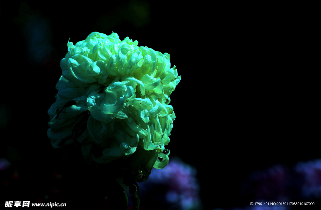 菊花
