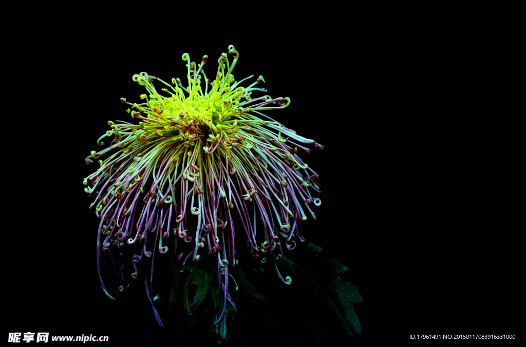 菊花