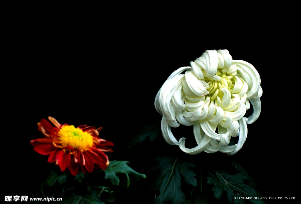 菊花