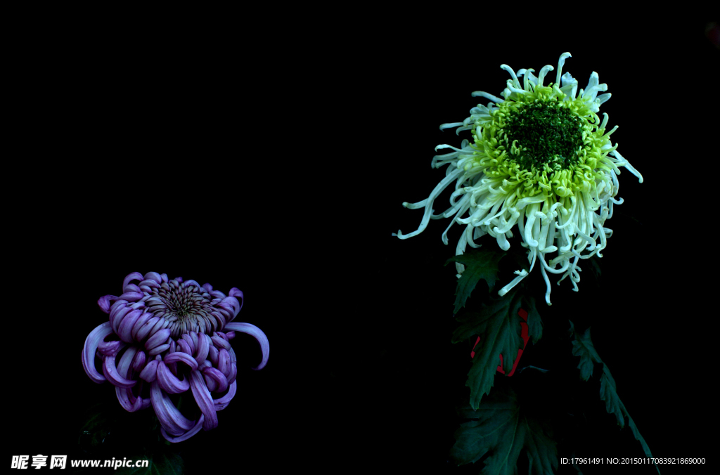 菊花