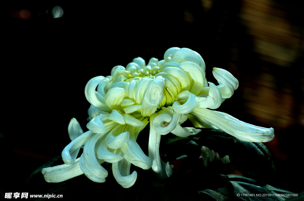 菊花
