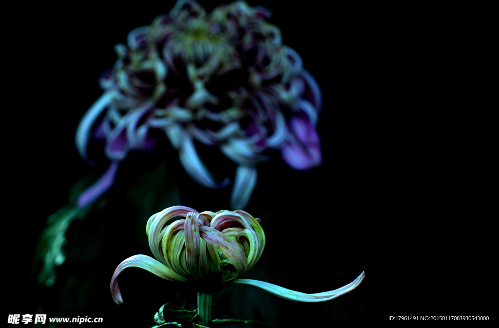 菊花