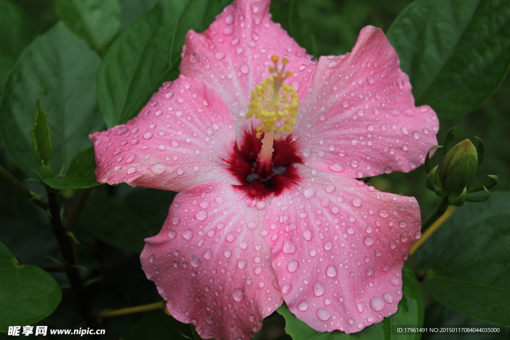 木芙蓉