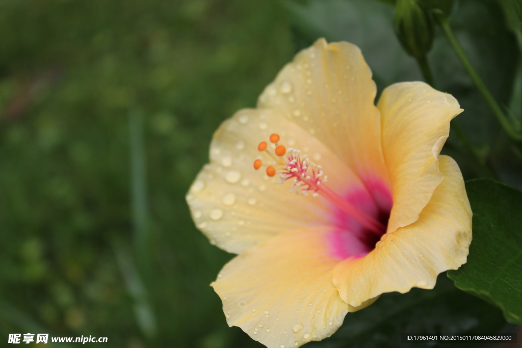 木芙蓉