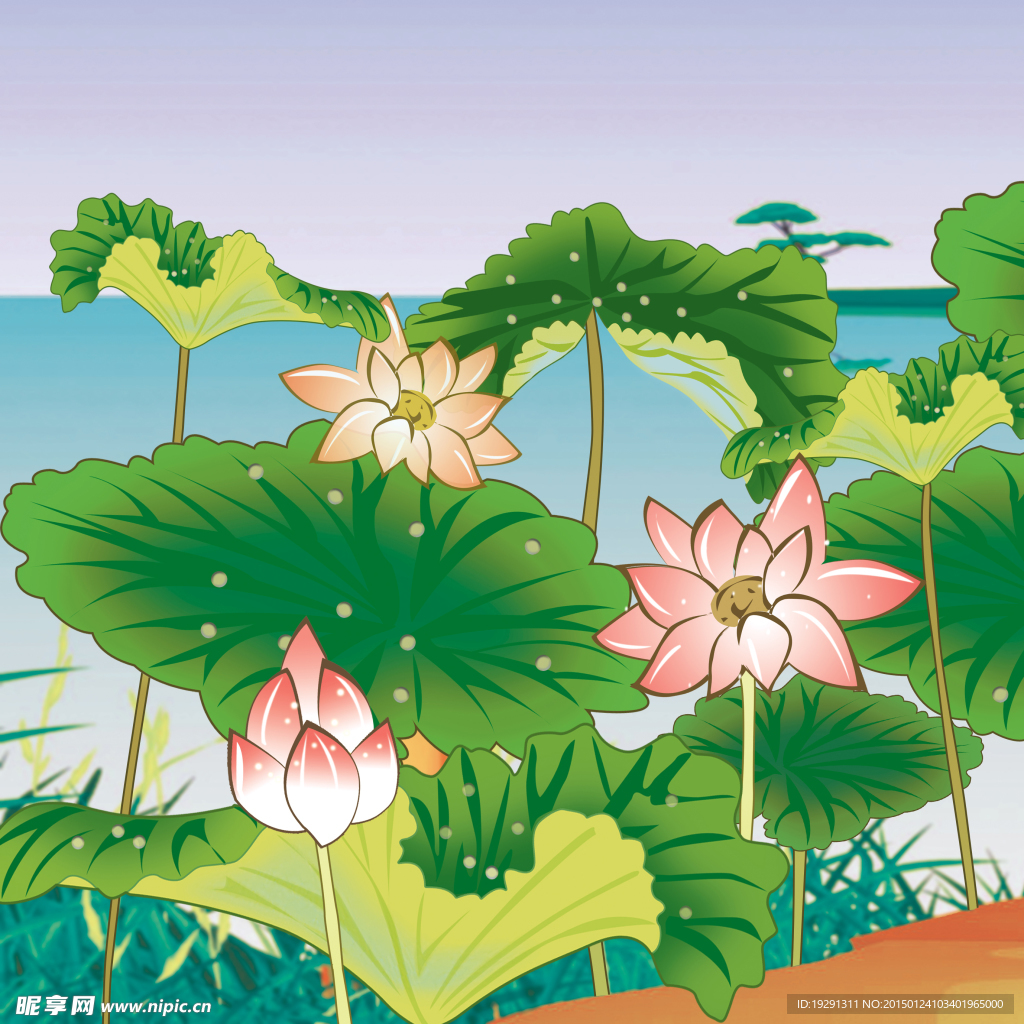 荷花