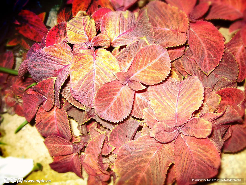 野花 楓葉 紅葉