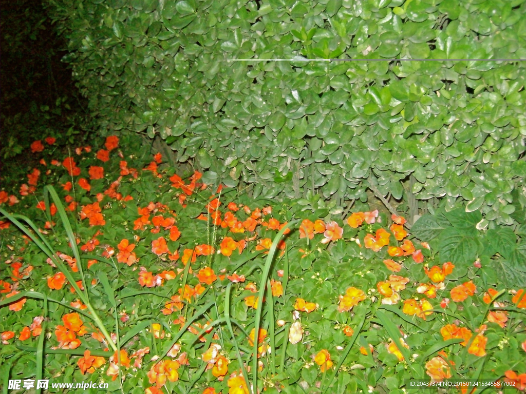 紅色花朵攝影圖片