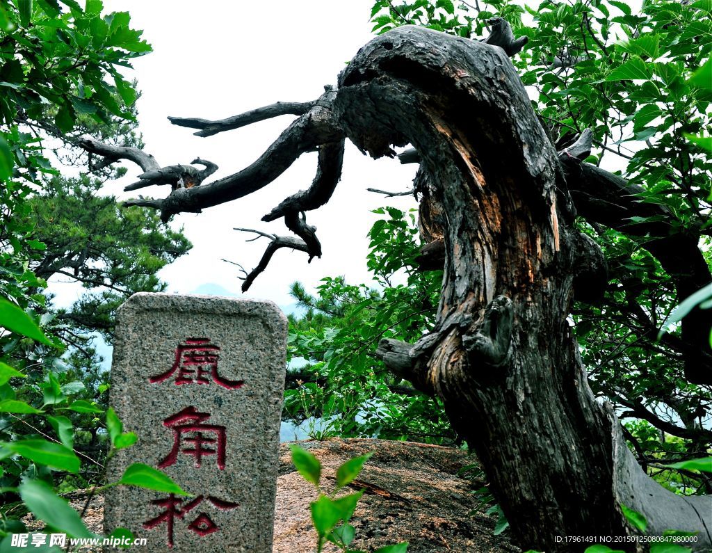 千山鹿角松