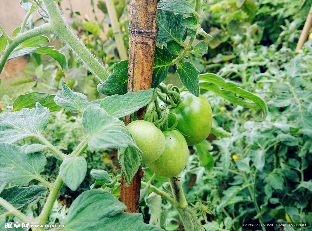 西红柿 植物