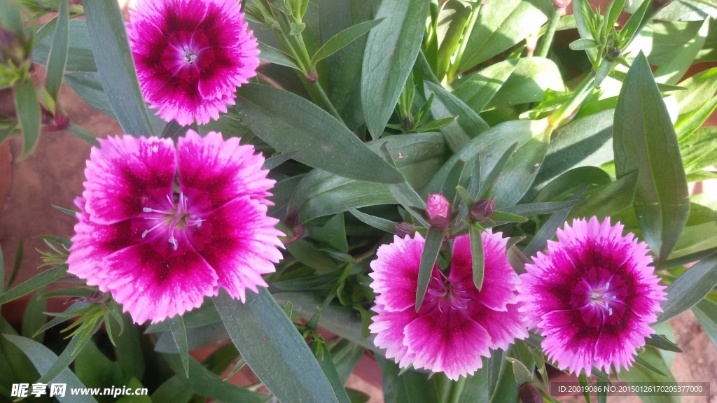 小粉花