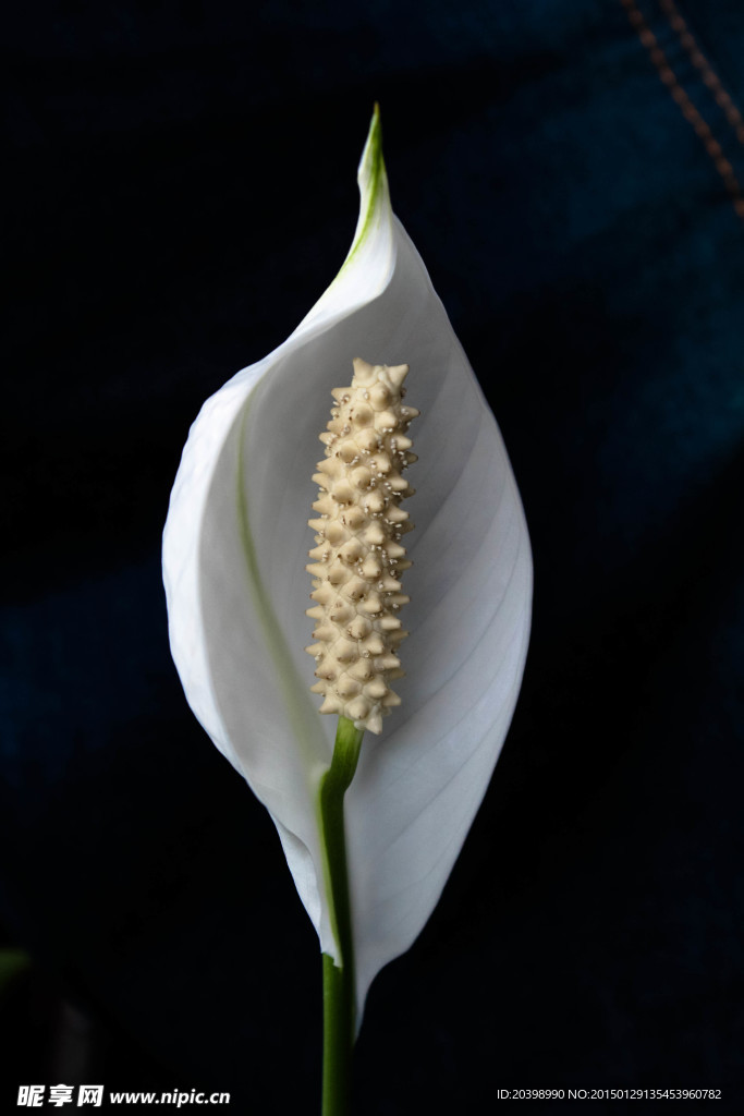 靜物花