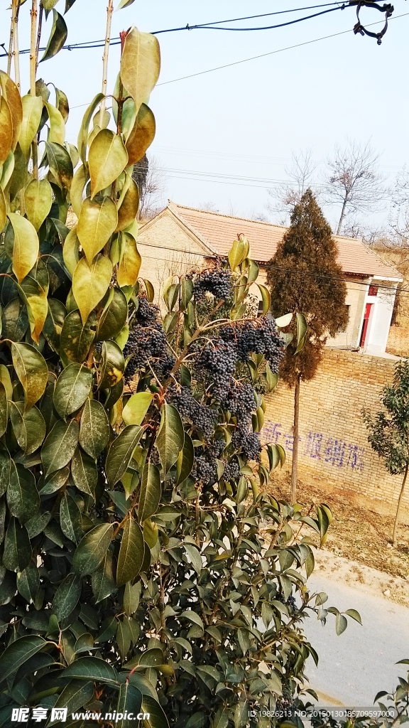 樹(shù)葉 葉子