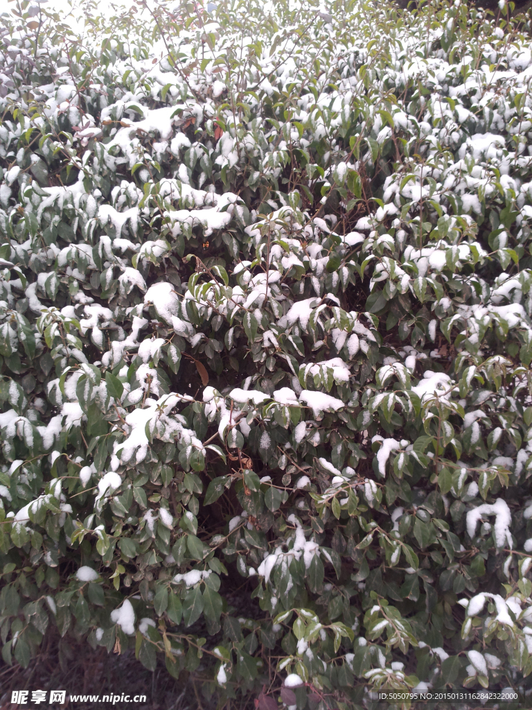 雪花和植物