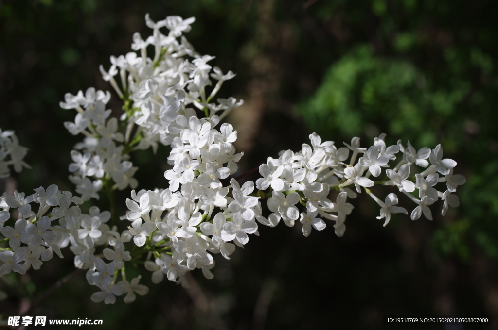 丁香花