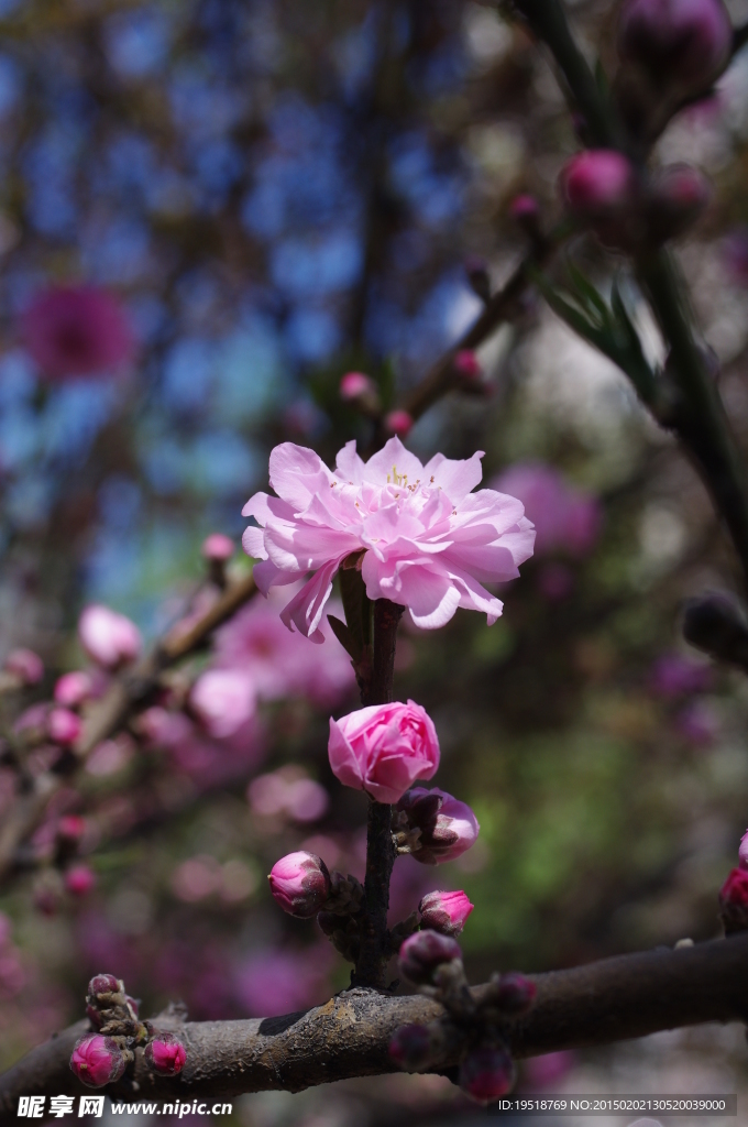 桃花