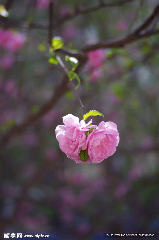 櫻花