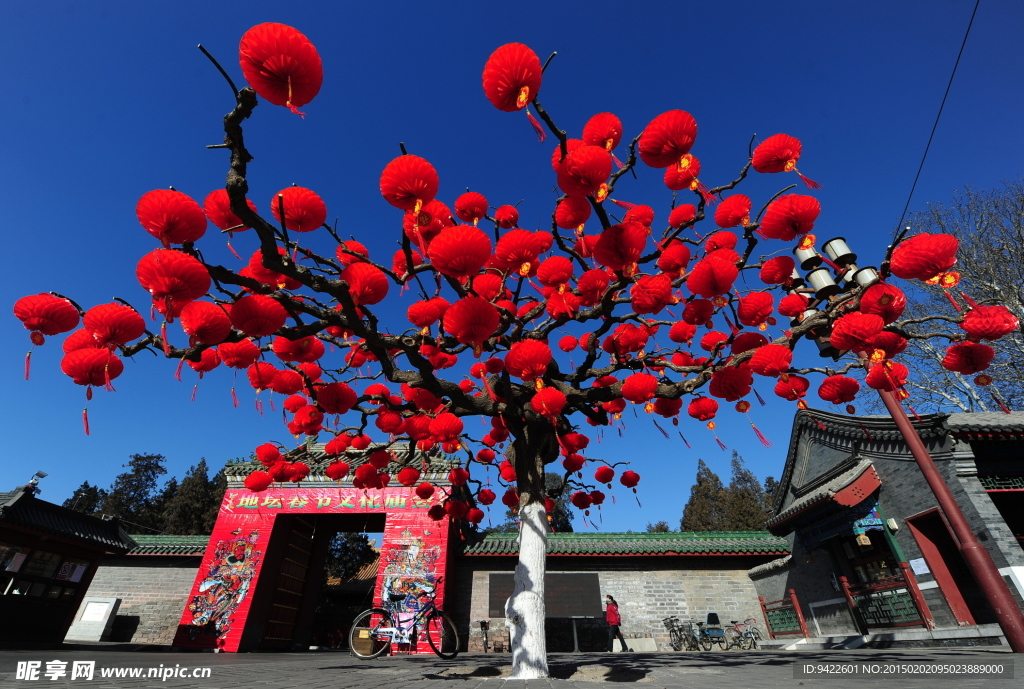 樹上紅燈籠