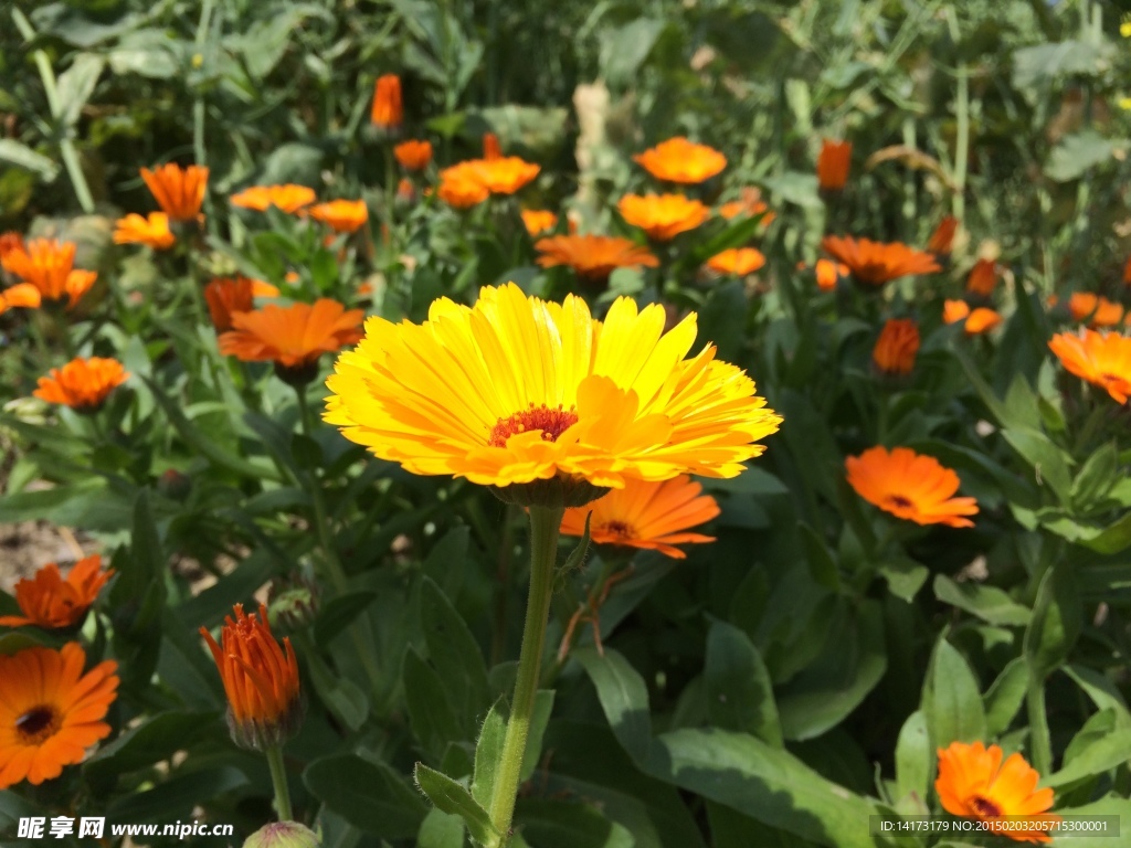太陽花