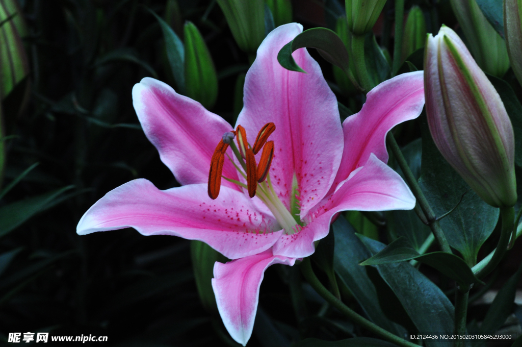 紅色百合花
