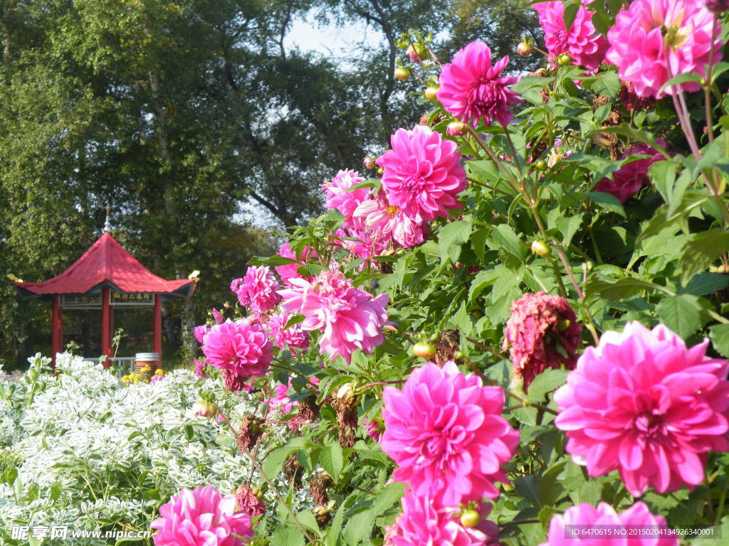 花開滿園